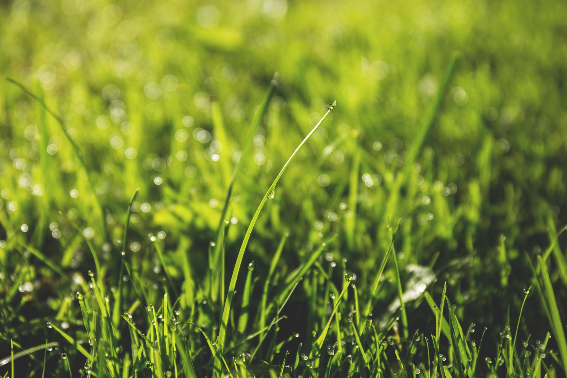 Taking Care of Your Lawn Without Wasting Resources