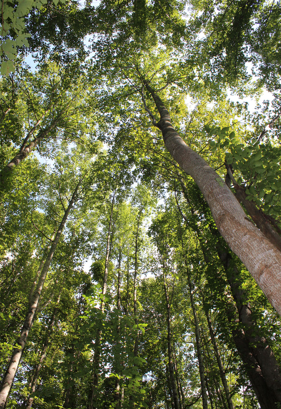 Marshall NC Forest