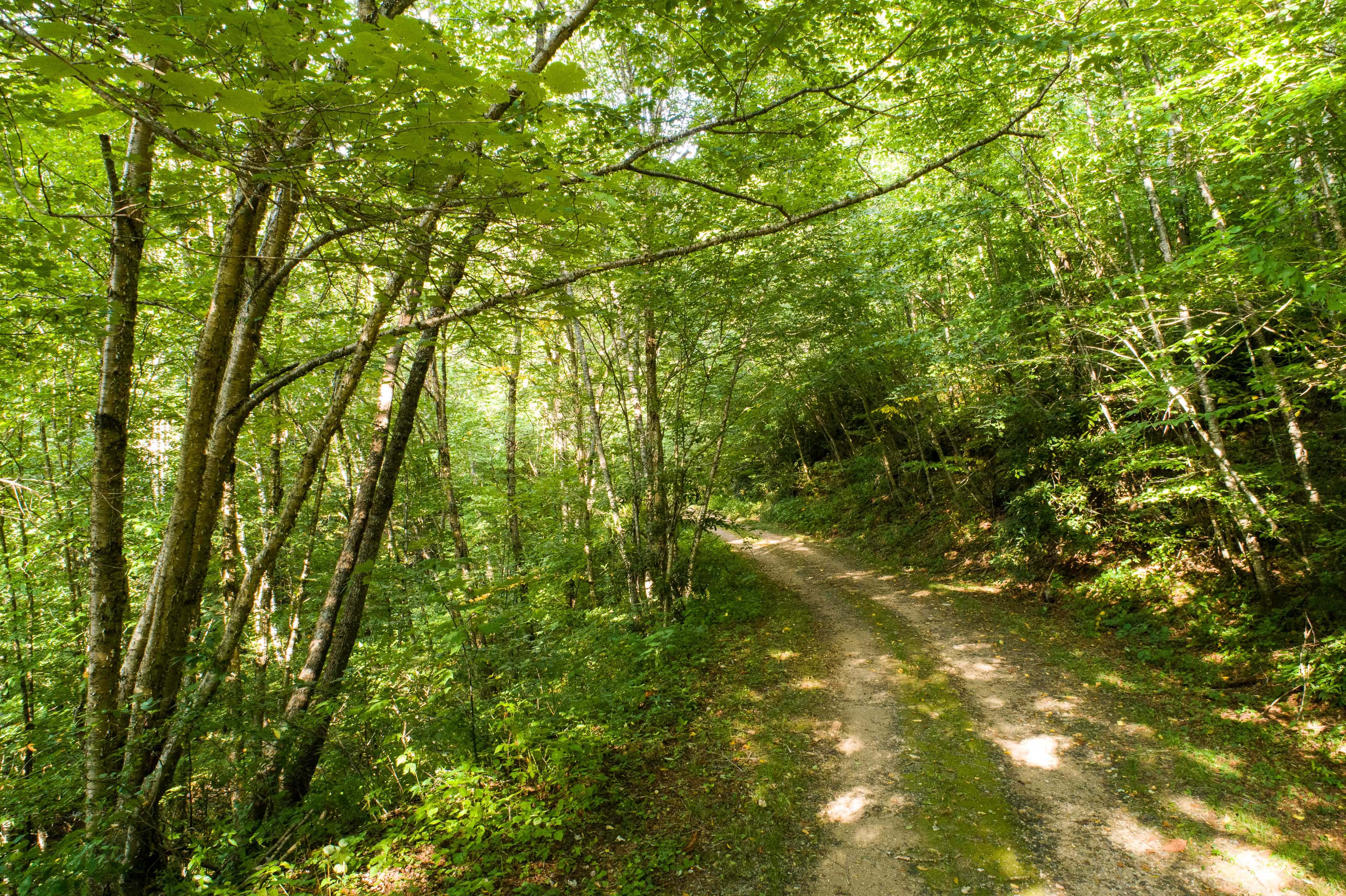 Balsam Mountain Preserve NC Dark Ridge Creek road beds