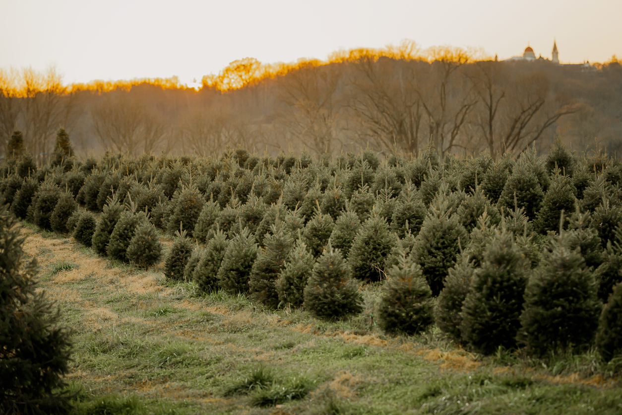 Choose-and-Cut Christmas Tree Farms Close to Asheville