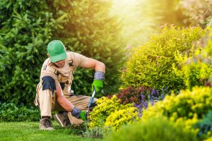End-of-Summer Yard Maintenance 