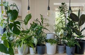 10 Hardy Houseplants for Those Tricky Low-Light Spaces at Home