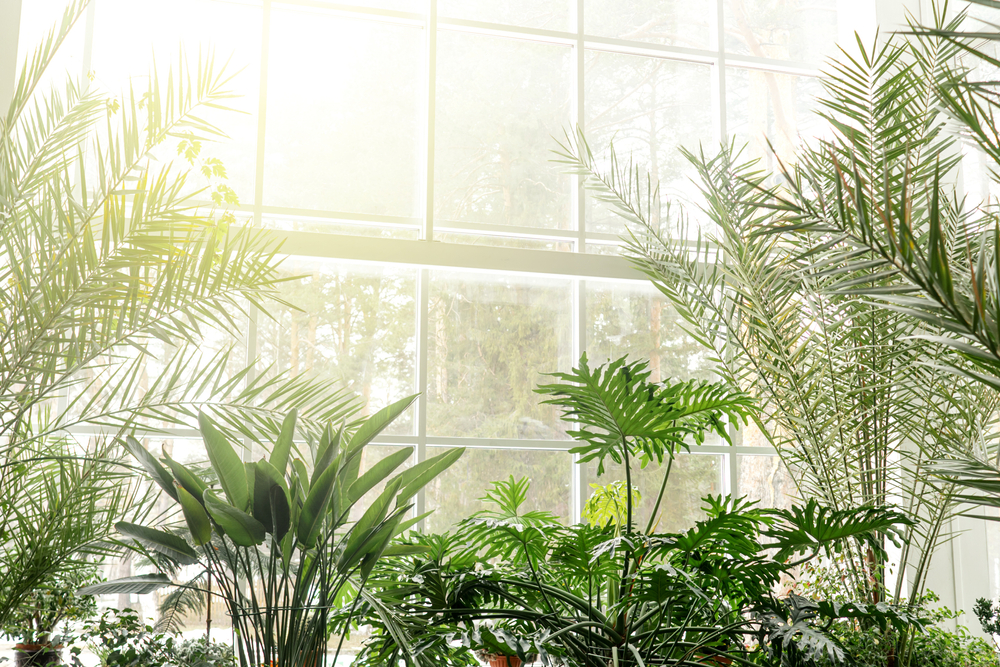 biophilic design
