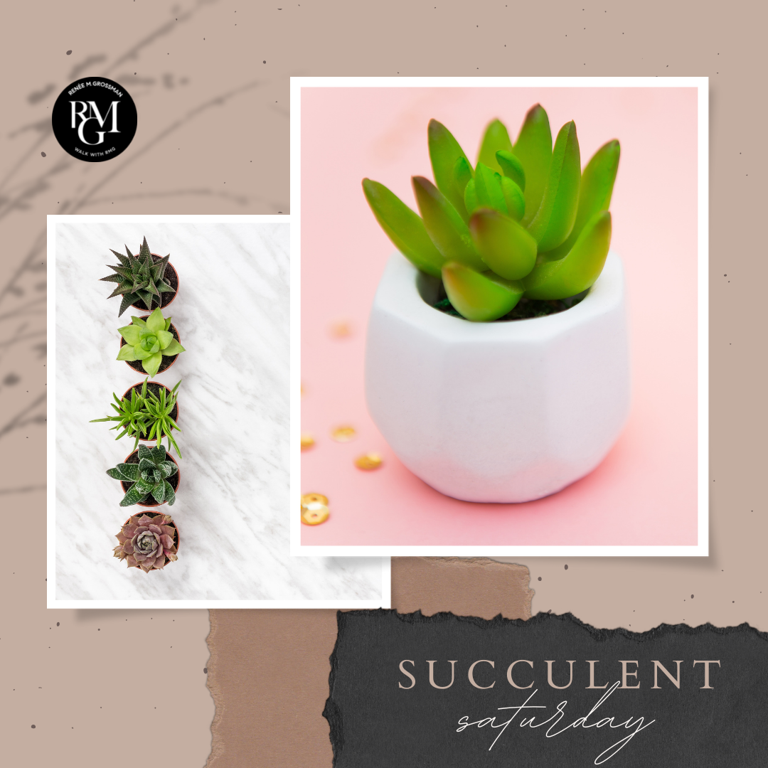 #SucculentSaturday - June 18, 2022