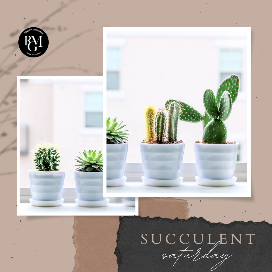 #SucculentSaturday - July 2, 2022