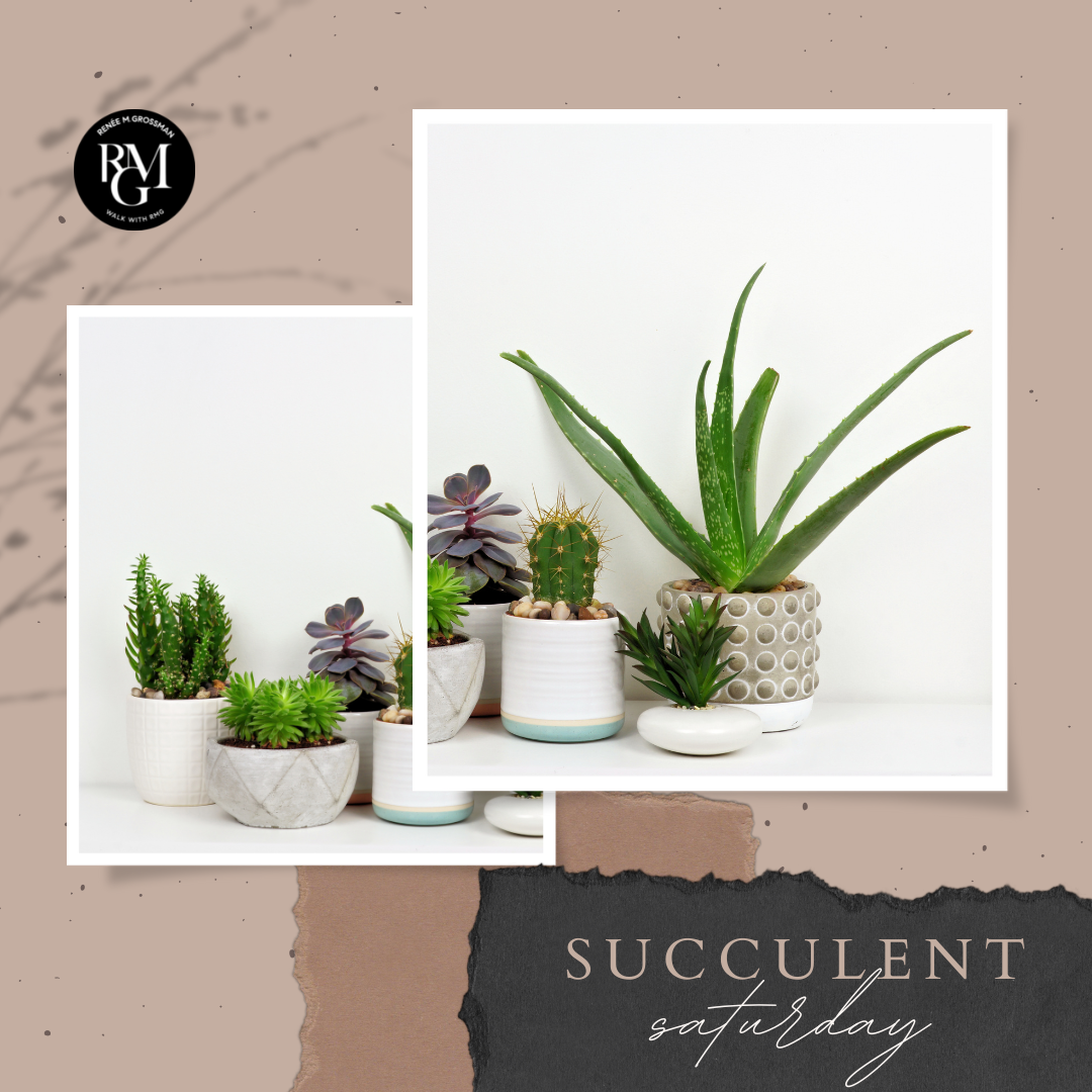 #SucculentSaturday - July 16, 2022