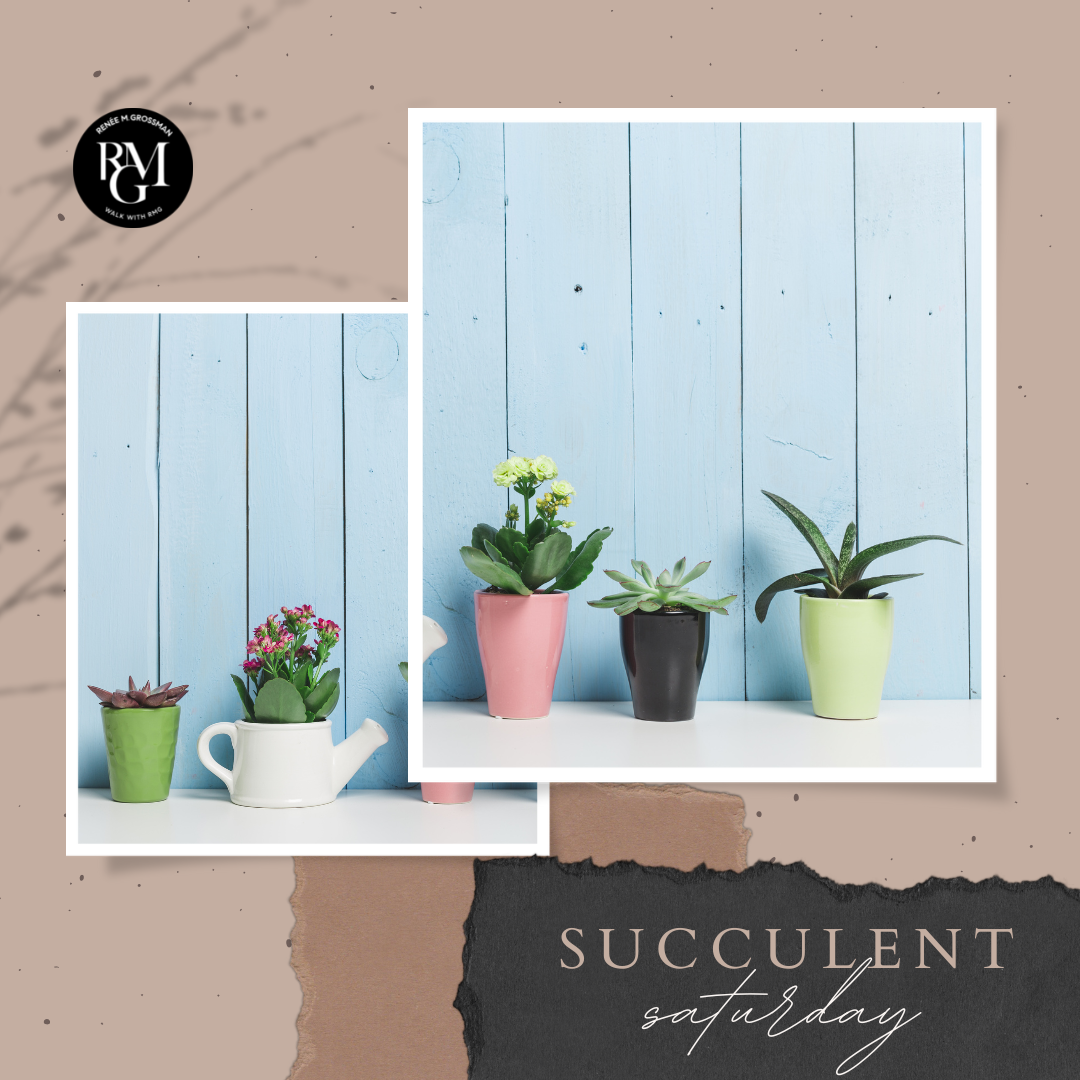 #SucculentSaturday - July 9, 2022
