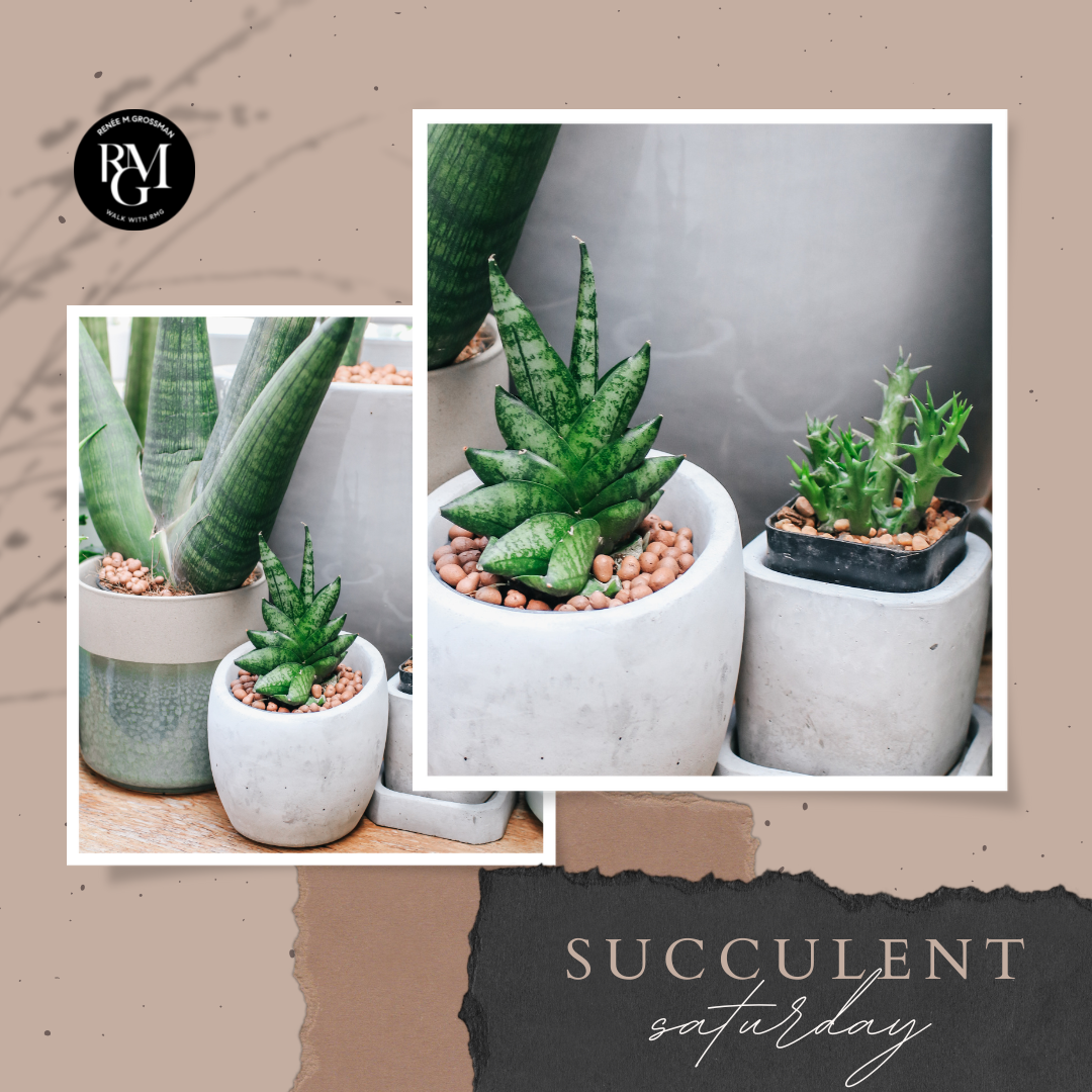 #SucculentSaturday - July 30, 2022