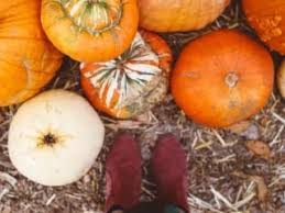 4 Inexpensive ways To Boost Curb Appeal This Fall