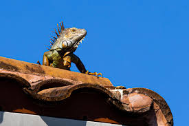 How to Keep Iguanas Off Florida roofs: A Guide for Homeowners