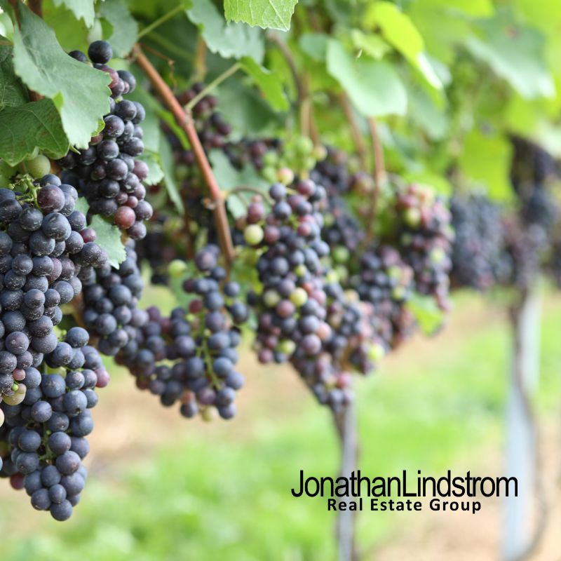 Saint Croix Vineyards' 22nd Annual Grape Stomp!