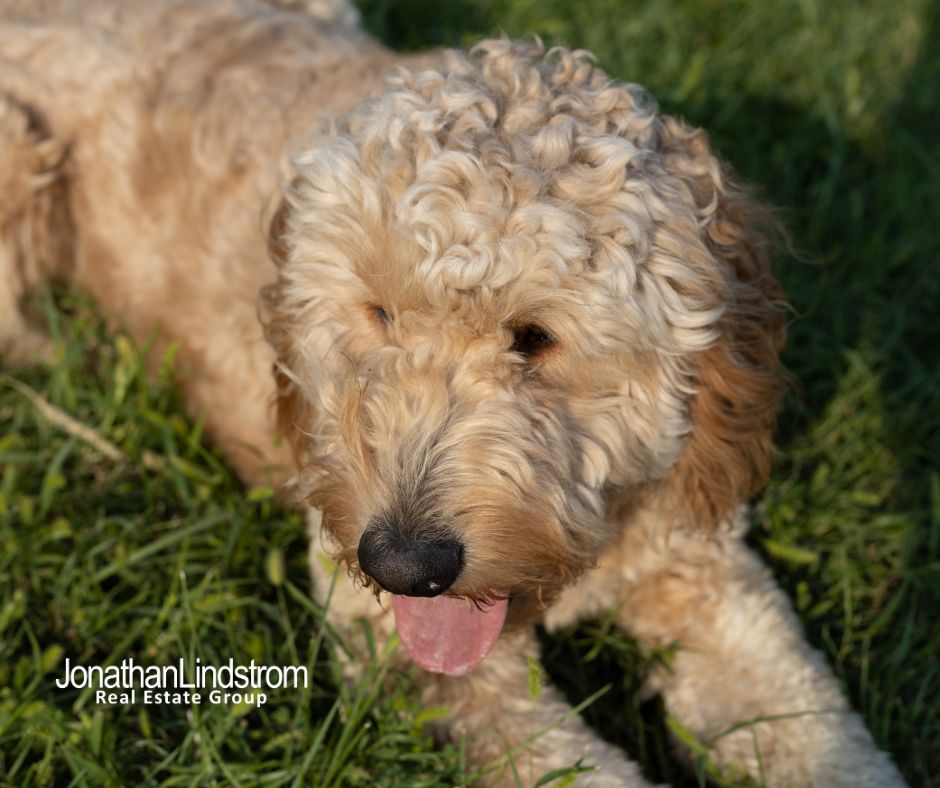 5 TIPS FOR A DOG-FRIENDLY YARD