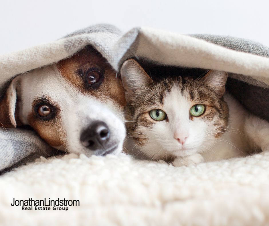 Pet-Proofing a Home: 10 Tips to Keep Your Furry Friends Safe