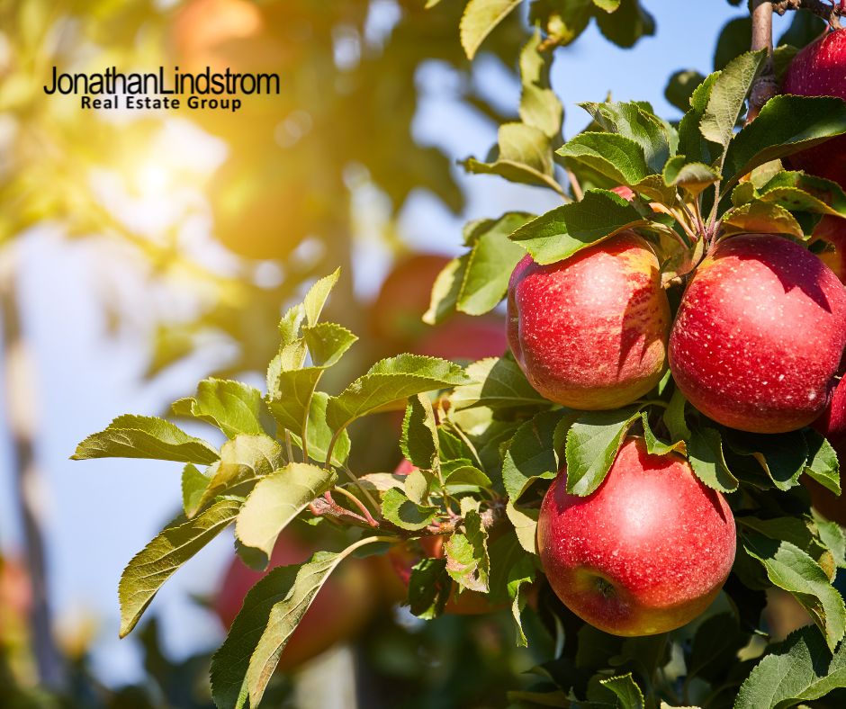 The Best Apple Orchards in the St. Croix Valley