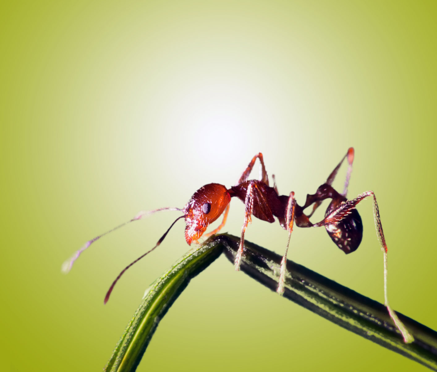 Three Easy Solutions for Homes with Ant Invaders