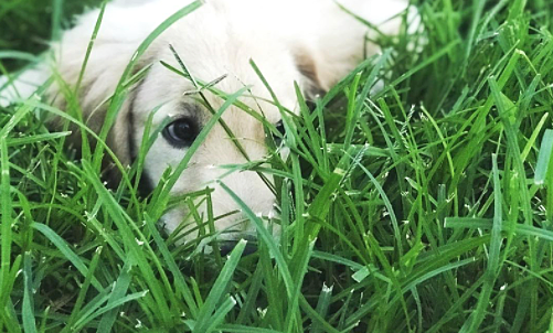 Attract Buyers with Pet-Friendly Yards