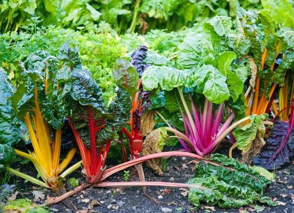 The Fastest-Growing Vegetables, Fruits, and Herbs for Impatient Gardeners