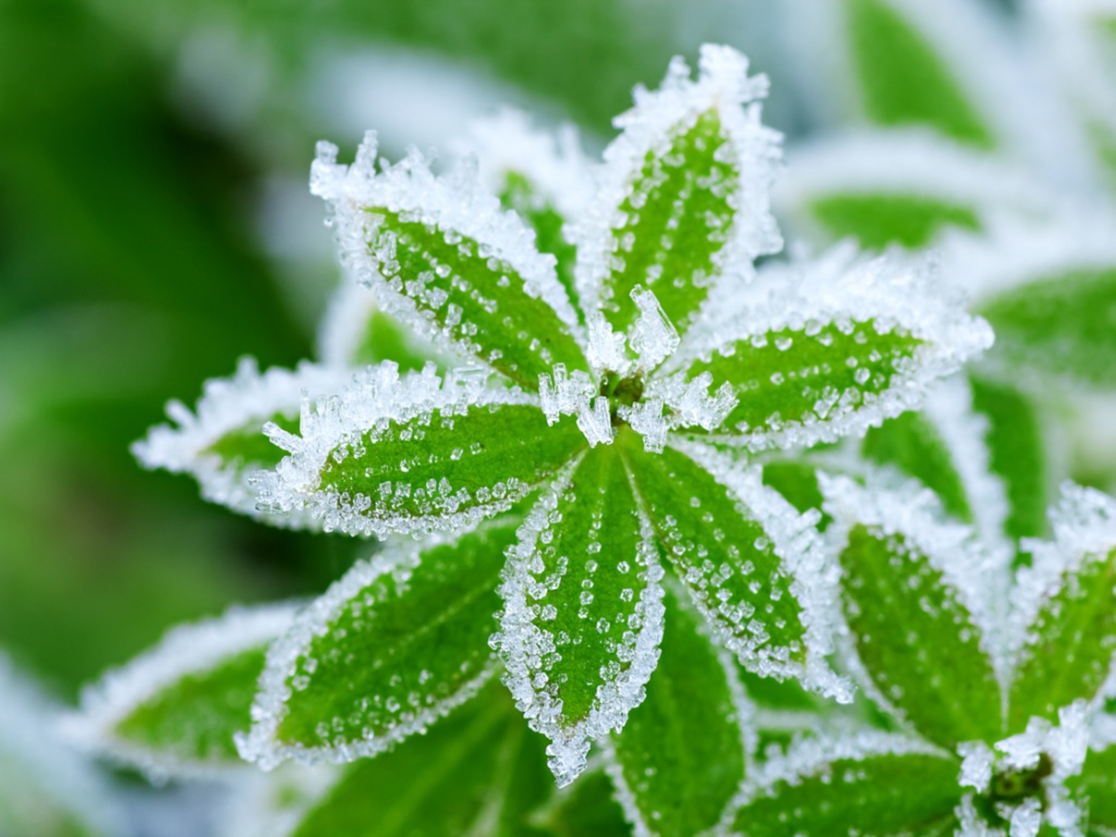 First and Last Frost Dates: What All Home Gardeners Should Know
