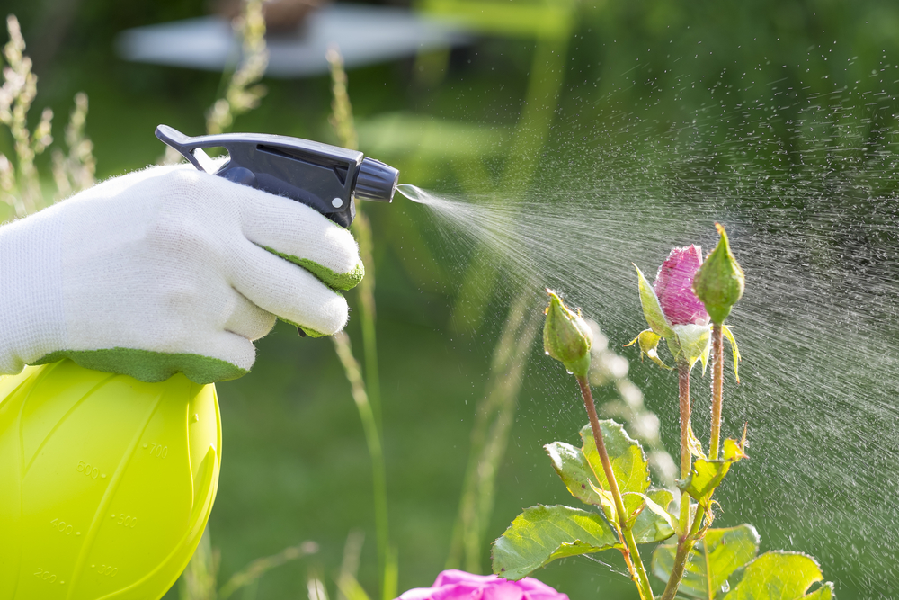 Spraying-pesticide-on-plants Spraying pesticide on plants