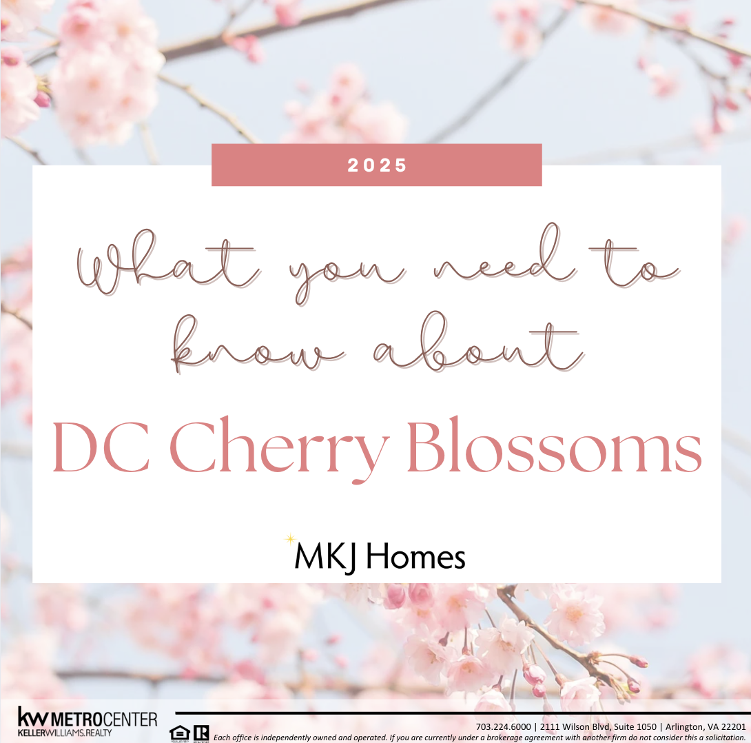 DC Cherry Blossoms 2025: Everything You Need to Know
