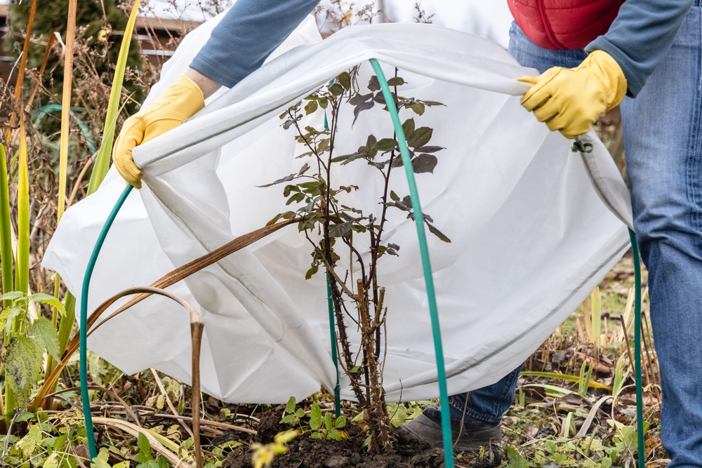 Placing a protective cover on plants