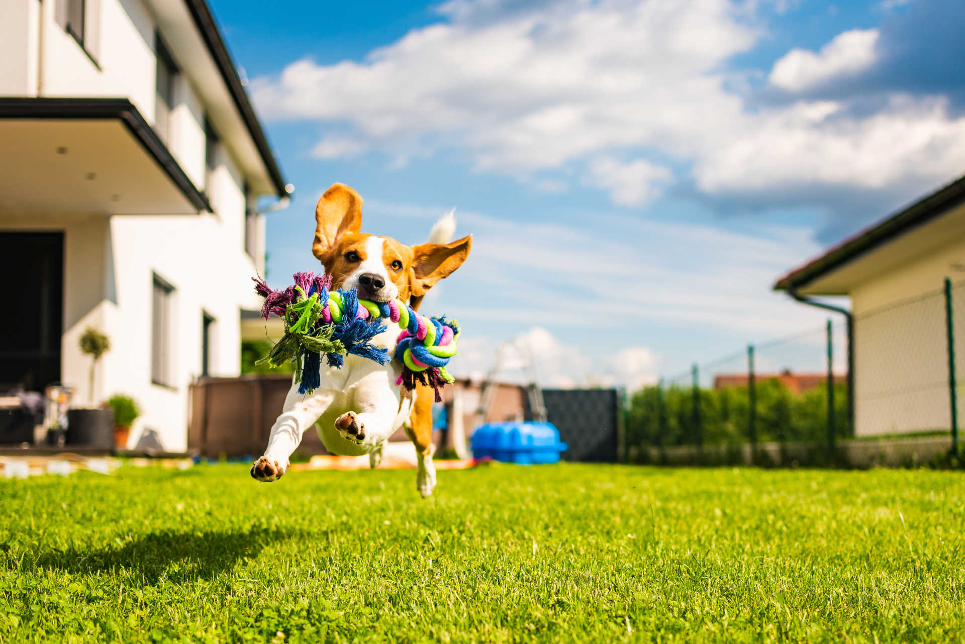 What to do with pets when showing your home?