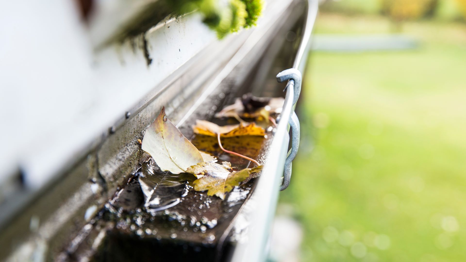 A close-up image of fresh green leaves on a window sill, capturing the delicate details and interplay of light and shadow.