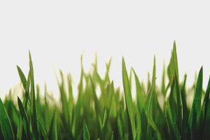 Getting Your Yard Ready to be Green