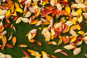 Fall Lawn Care Checklist