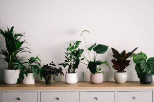 Low Maintenance Plants for Your Home