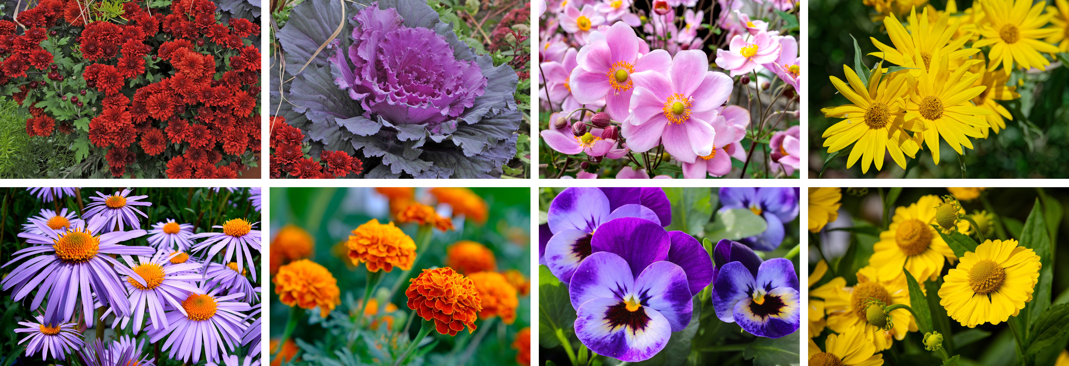 A selection of fall blooming flowers for the Kansas City area