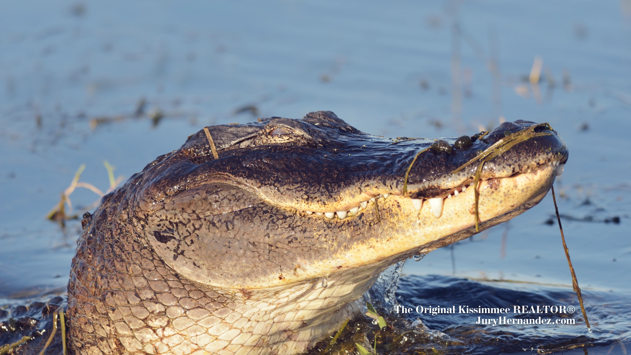 Gatorland: The Alligator Capital of the World