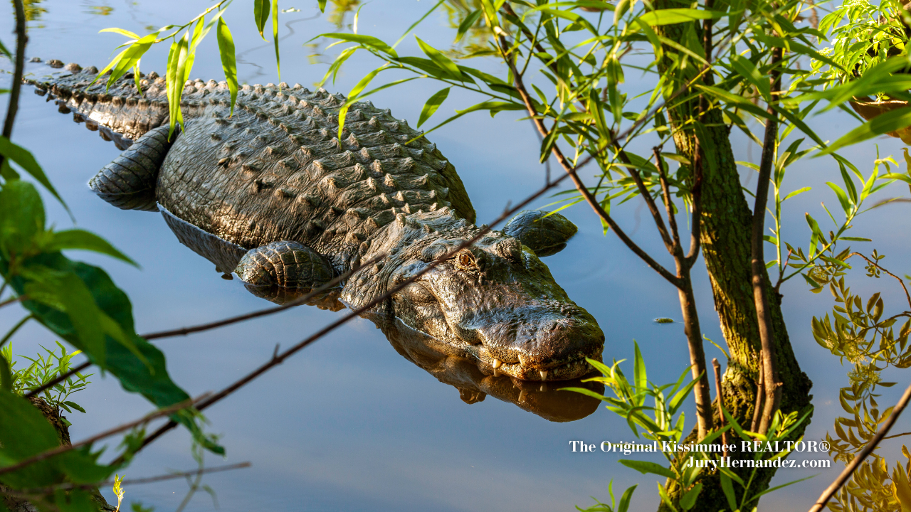 Wild Florida: Wildlife Encounters in the Heart of Nature