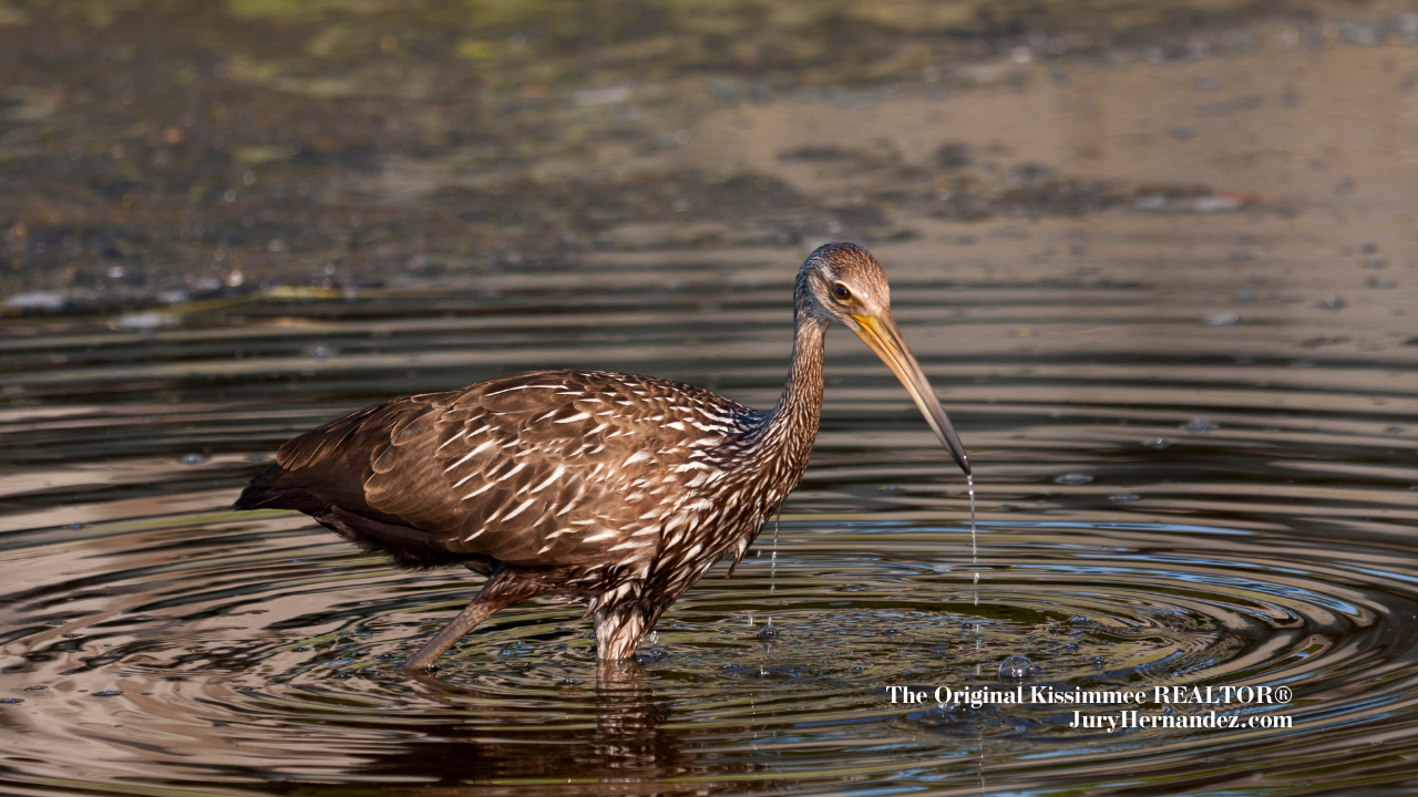 The Nature Conservancy's Disney Wilderness Preserve: Nature's Masterpiece