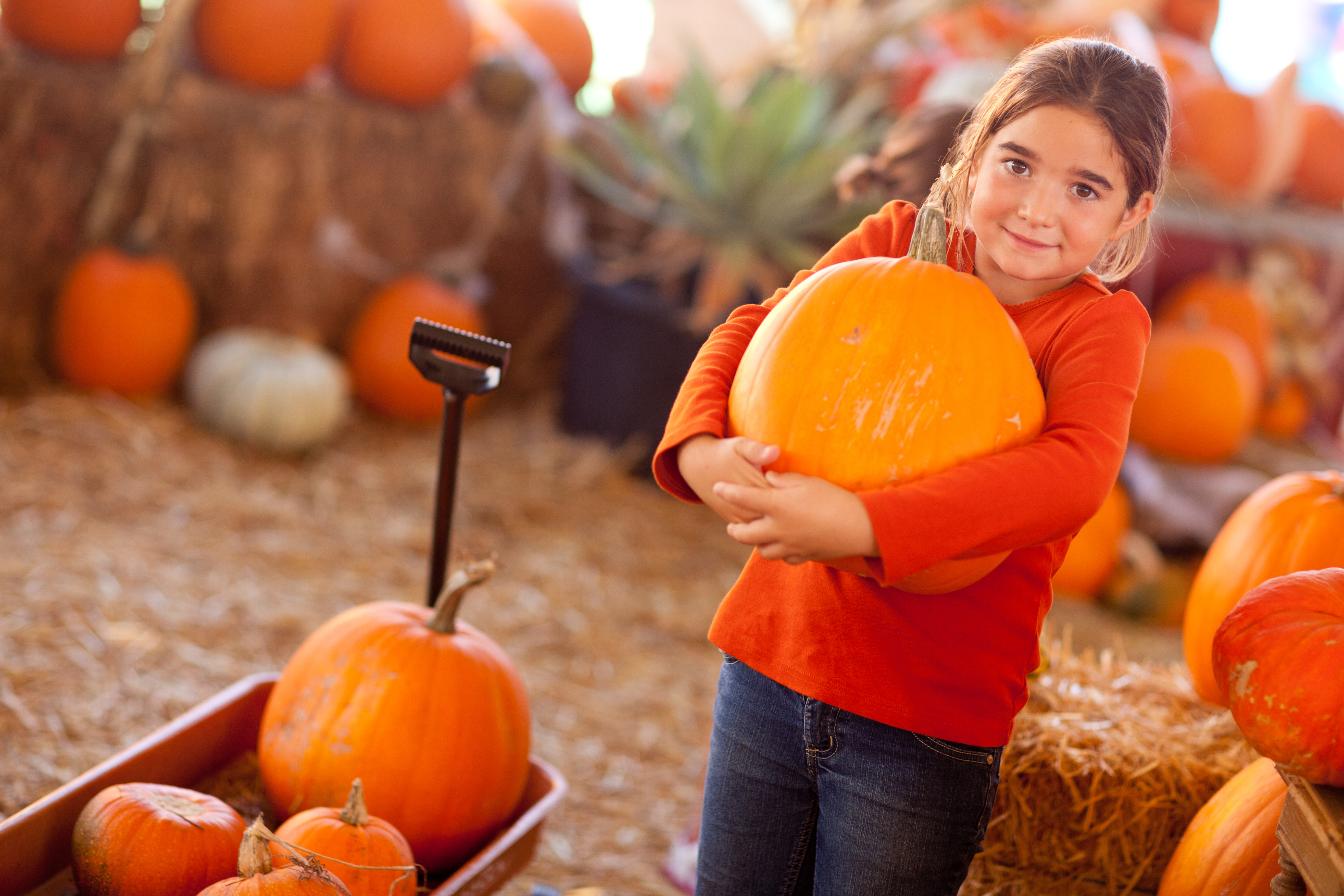 KC Pumpkin Patch Guide