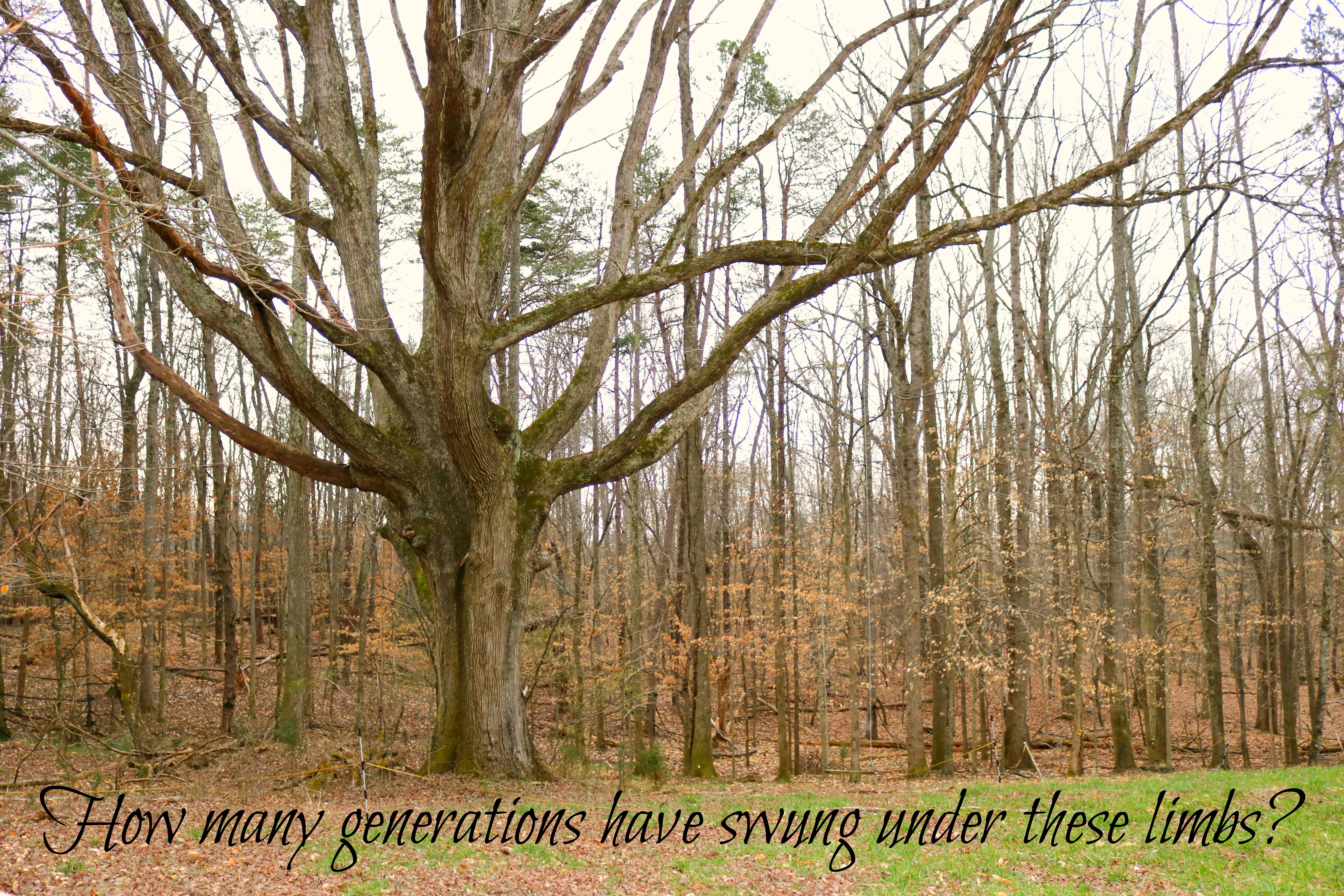 Hounds Ridge Road Land in Lewisville, NC