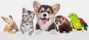 Can My HOA Make Me Get Rid of My Dog?