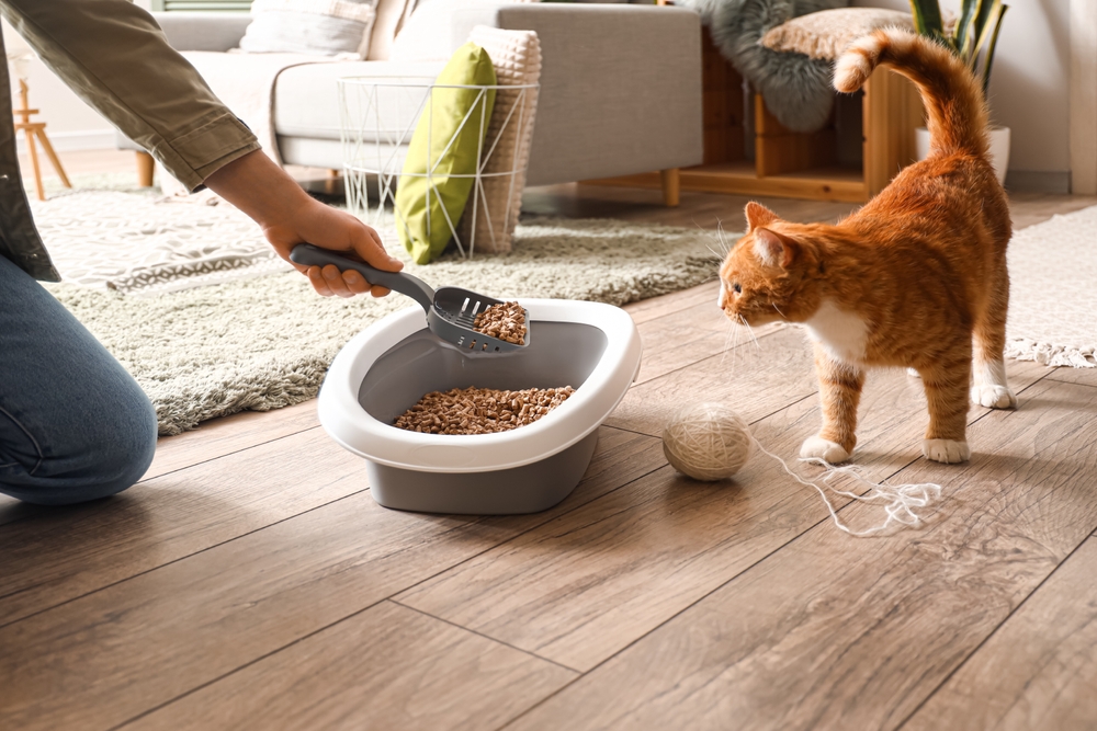 man cleaning  cat litter with cat