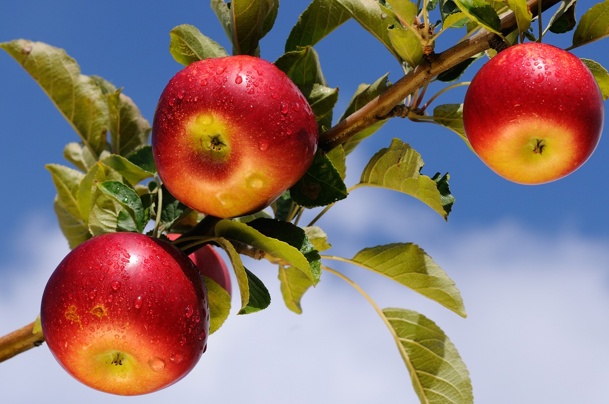 Madison Area Apple Orchards to Visit