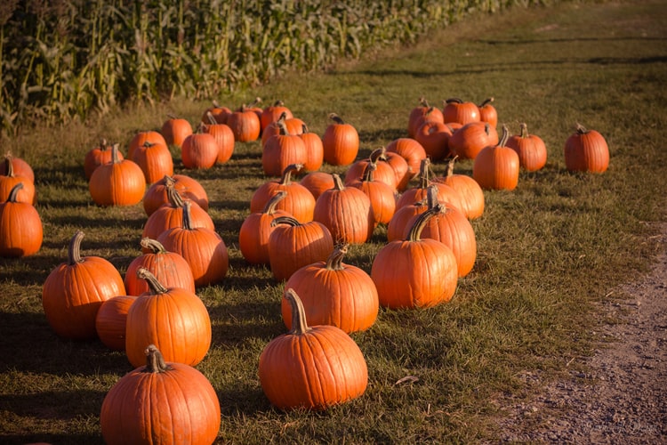 pumpkins in garden