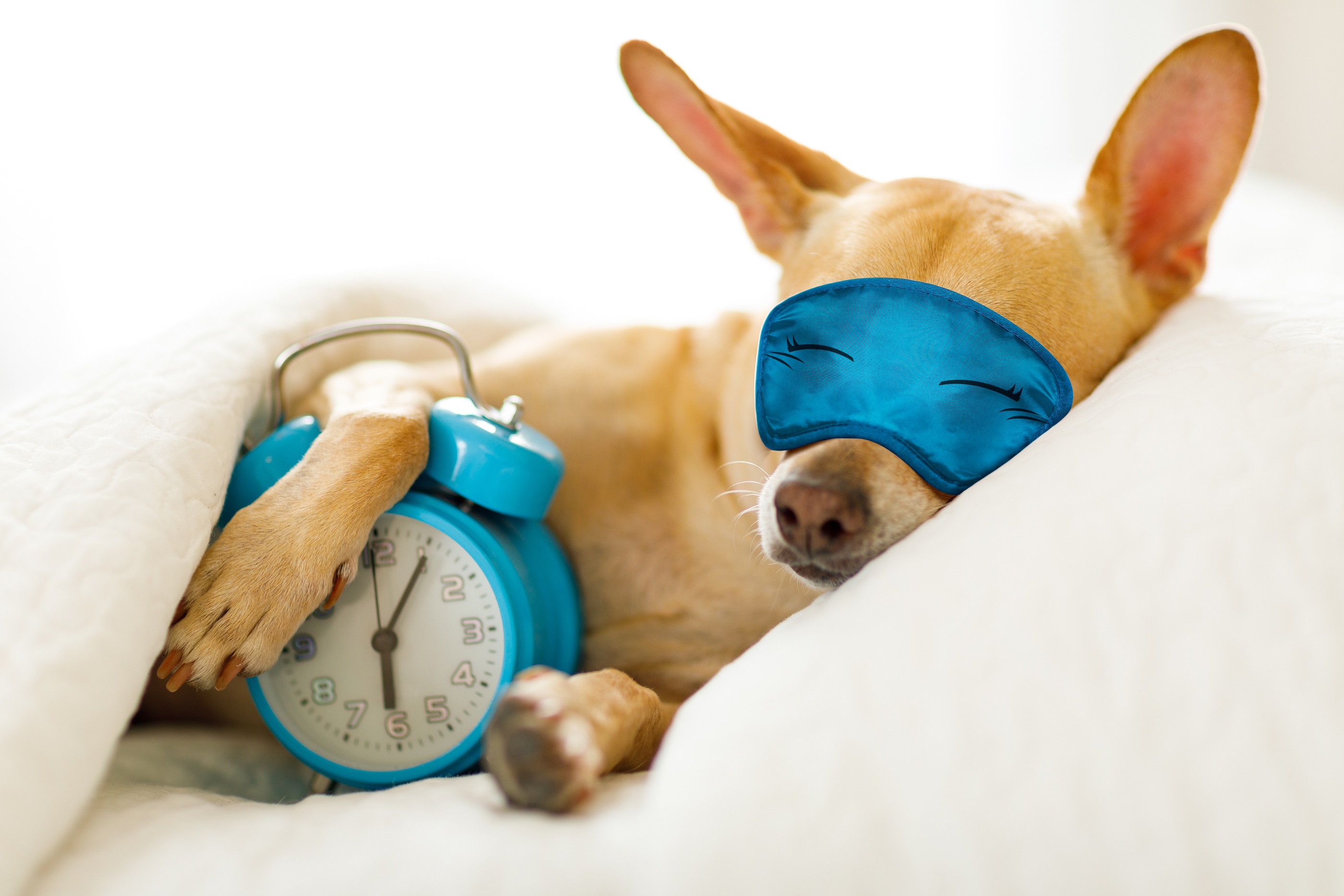 Dog Sleeping with Alarm Clock
