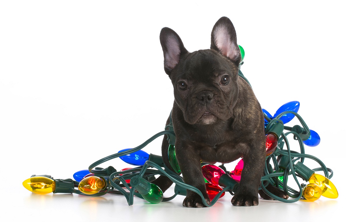 puppy tangled in christmas holiday lights