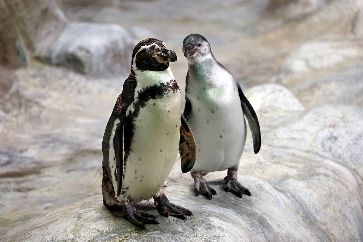 Penguins in Zoo