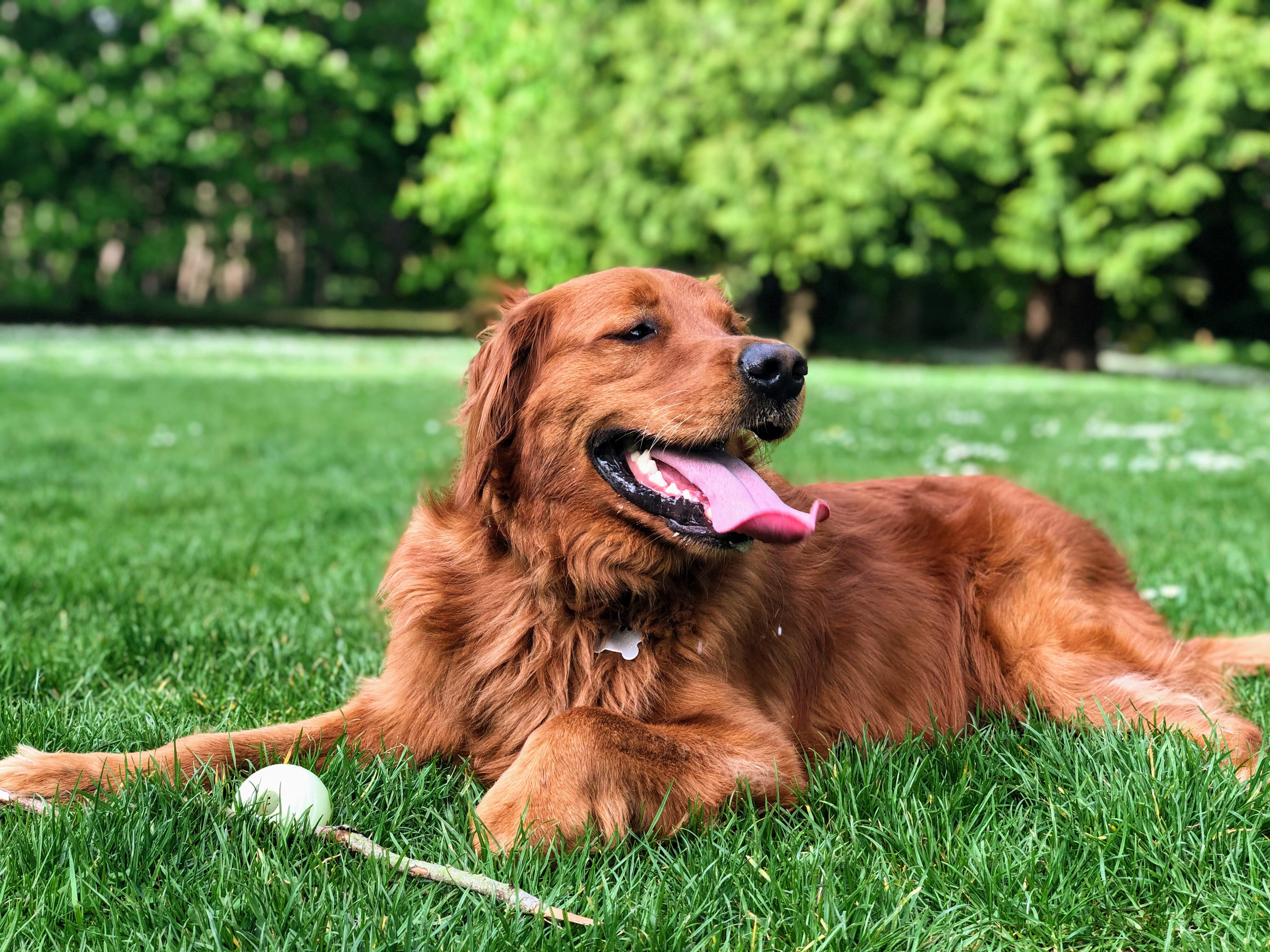 Information about dog parks in Boise, Idaho