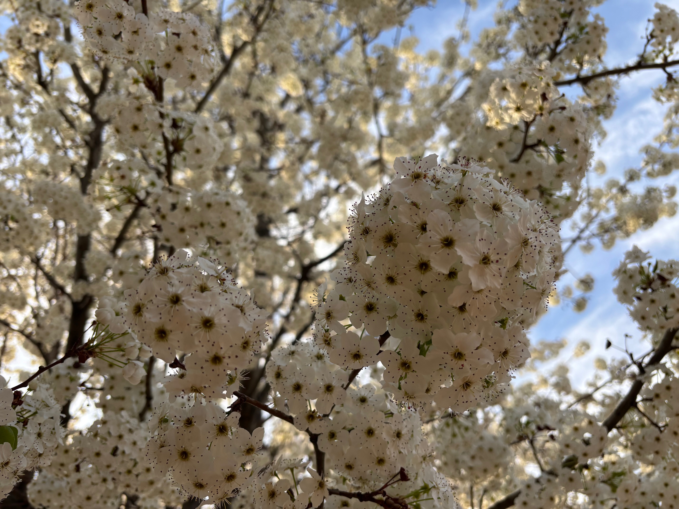 Blooming Plum in Prescott Valley, AZ
