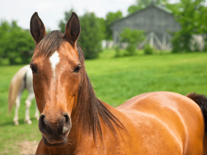 horse property in Piedmont Virginia
