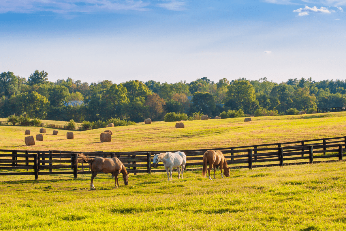 horse property in Piedmont Virginia