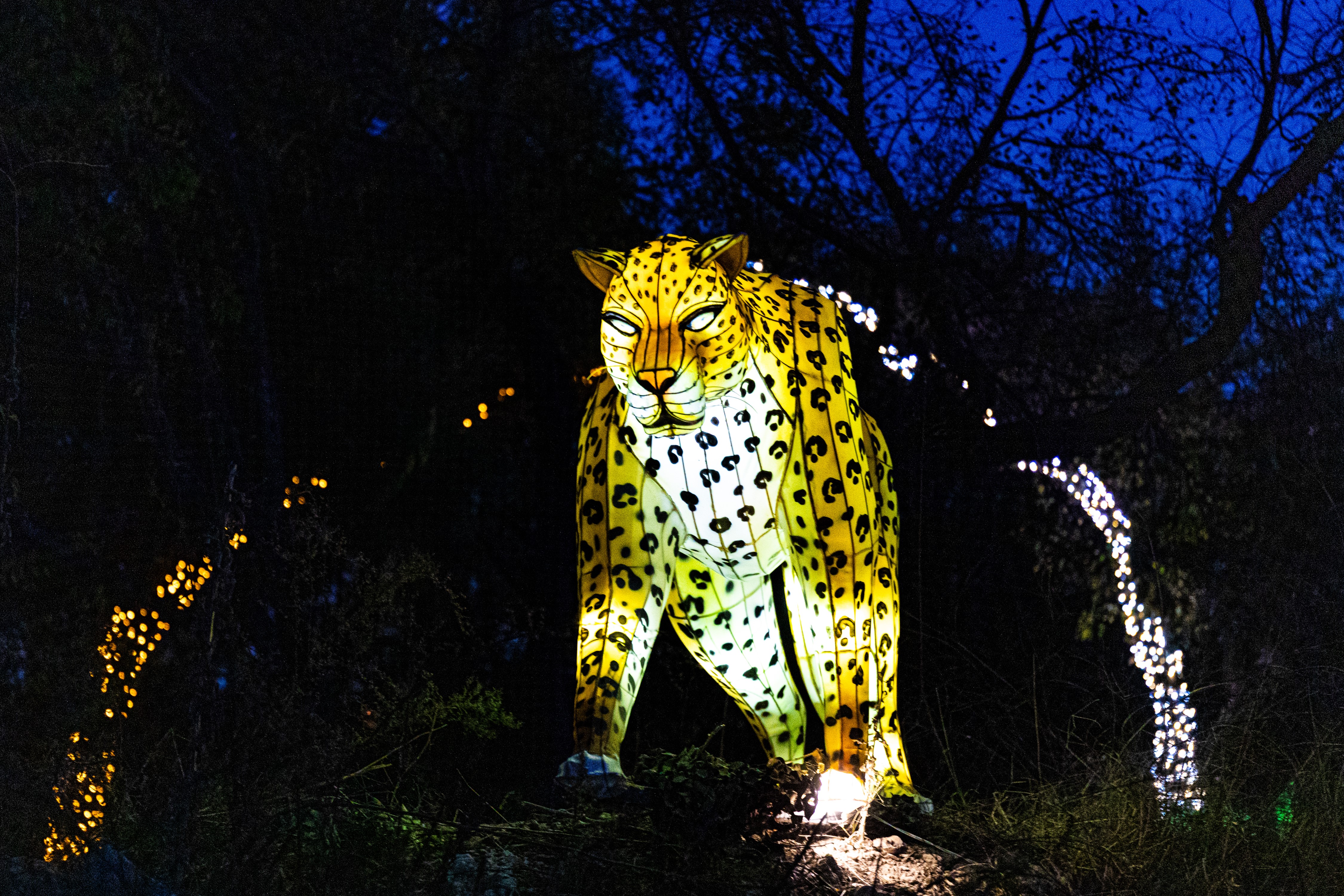 Dallas Zoo Lights