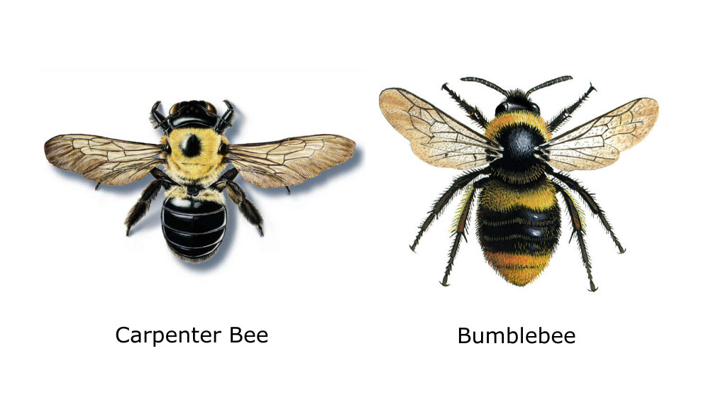 Carpenter Bees And How To Fight Them Buying And Selling Made Easy