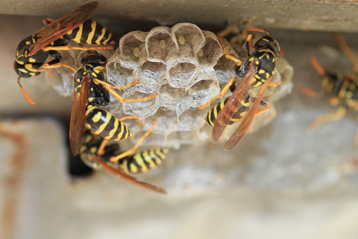 what to do about wasps around your charlotte home